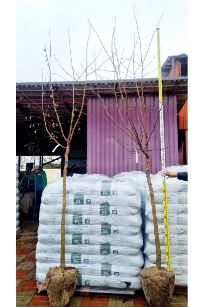 Фундук Варшавський Червоний на штамбі купити